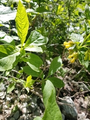 Lonicera involucrata involucrata