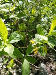 Lonicera involucrata involucrata