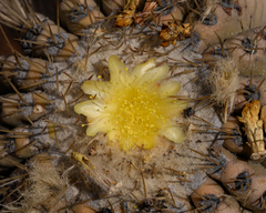 Copiapoa cinerea