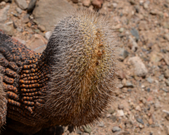 Copiapoa cinerea