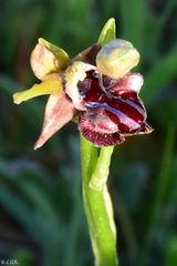 Ophrys mammosa