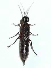 Xiphydria maculata