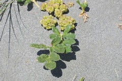 Glehnia littoralis
