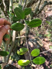 Olea capensis enervis