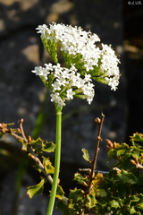 Valeriana italica