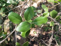 Olea capensis enervis