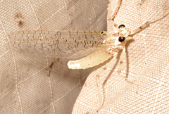 Maccaffertium mediopunctatum