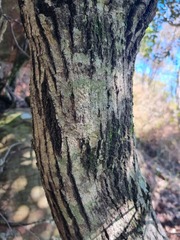 Olea capensis enervis