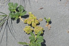 Glehnia littoralis