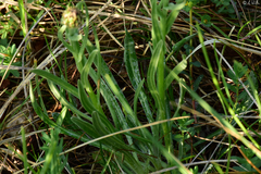 Centaurea napulifera