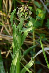 Centaurea napulifera