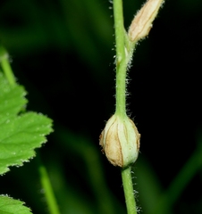 Lasioptera rubi