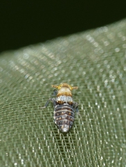 Conomelus