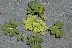 Glehnia littoralis