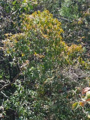 Croton gratissimus gratissimus