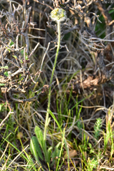 Pilosella cymosa