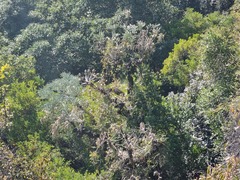 Cussonia transvaalensis