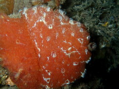 Aplidium nordmanni