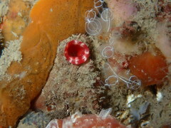 Pyura microcosmus