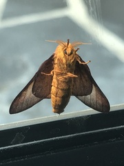Anisota pellucida