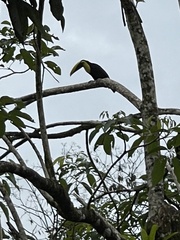 Ramphastos