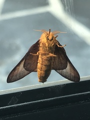 Anisota pellucida