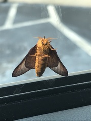 Anisota pellucida