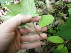 Cornus alternifolia