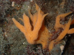 Ulosa digitata