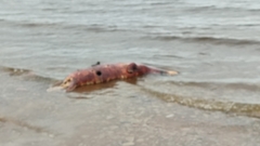 Halichoerus grypus grypus