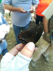 Papilio menatius victorinus
