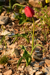 Tulipa hungarica rhodopea