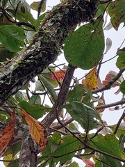 Tyrannidae