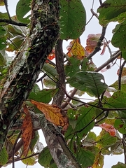 Tyrannidae