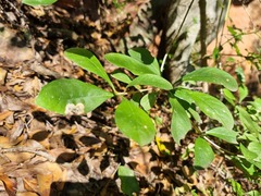 Pavetta gardeniifolia