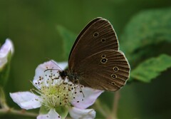 Aphantopus hyperantus