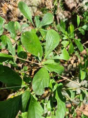 Pavetta gardeniifolia