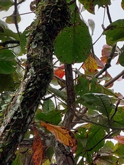Tyrannidae