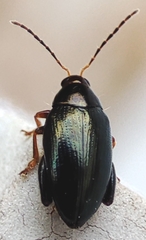 Chrysomelidae