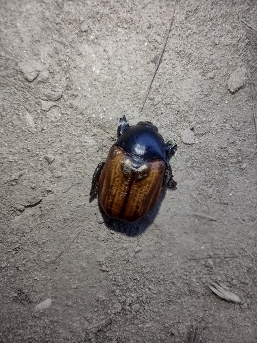 chrústovec (Anisoplia)