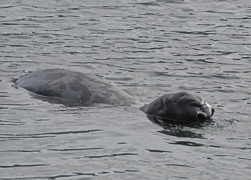 Two hooded seals at the surface of calm water, one showing its dark head