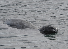 Cystophora cristata