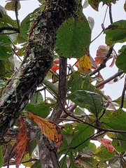 Tyrannidae