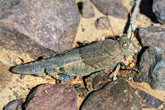 Sphingonotus fuerteventurae