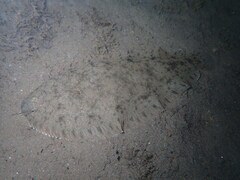 Solea senegalensis