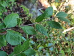 Afrocanthium gilfillanii