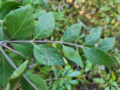 Afrocanthium gilfillanii
