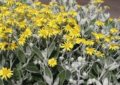 Brachyglottis × jubar