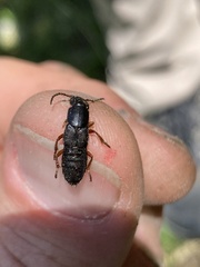 Dinothenarus badipes