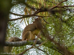Sciurus niger limitis